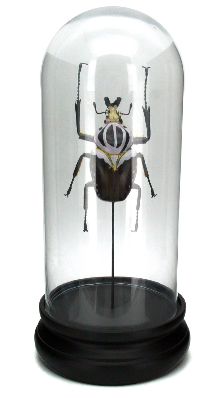 Goliath Beetle Glass Cloche