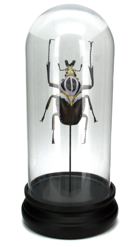 Goliath Beetle Glass Cloche