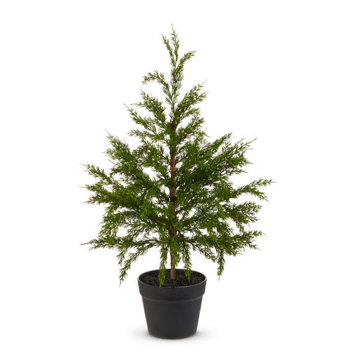 Potted Cedar Tree