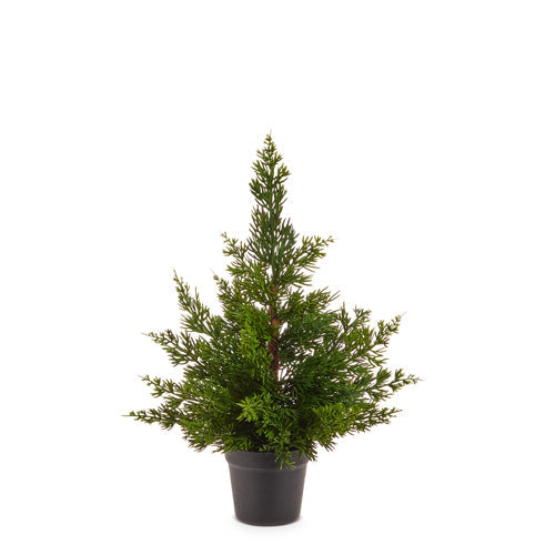 Potted Cedar Tree